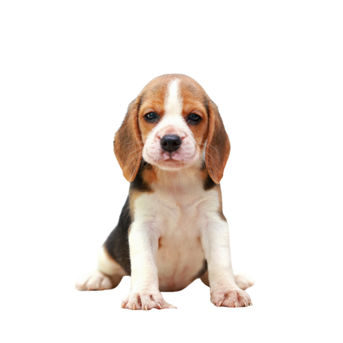 Beagle Puppy